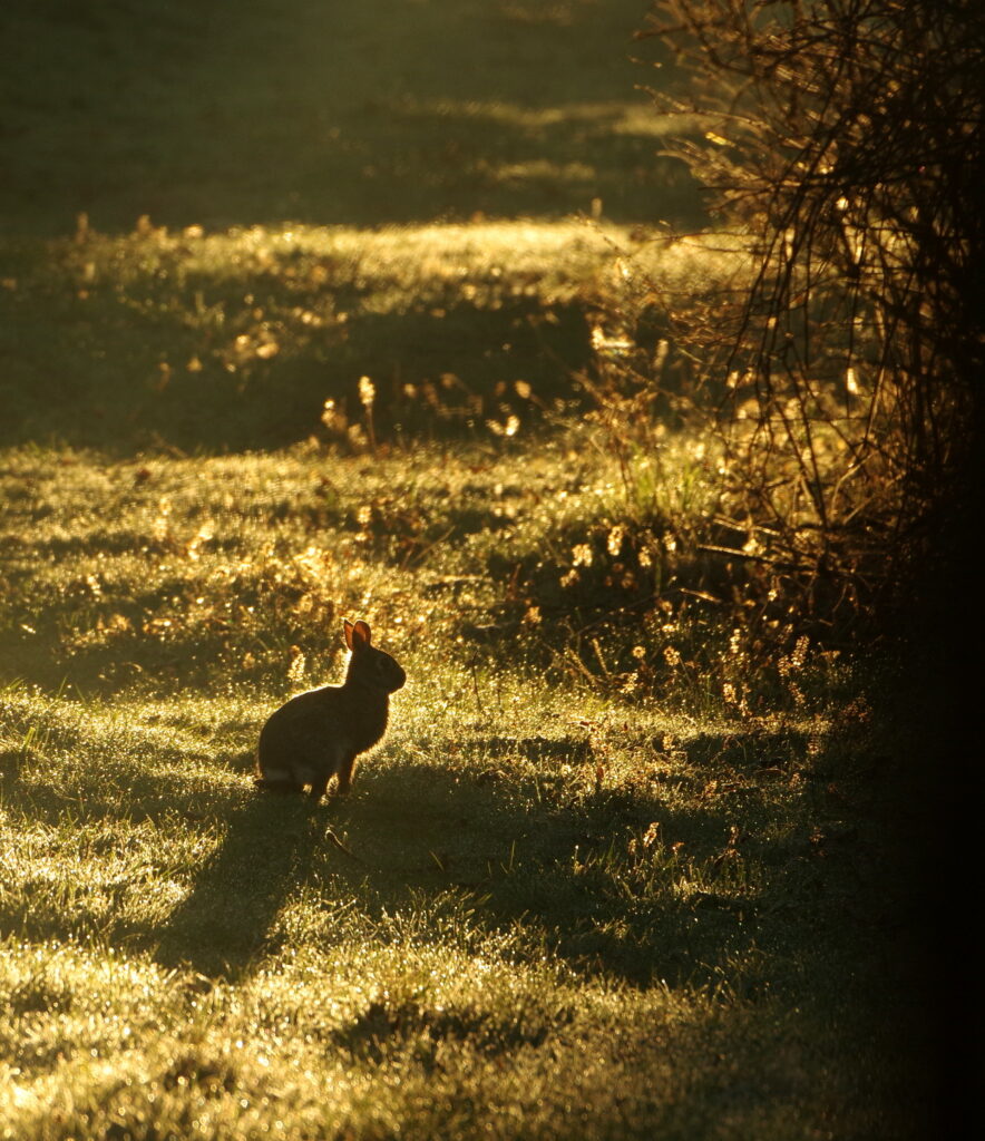 Morning Rabbit