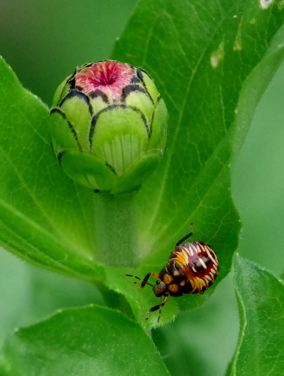 Spined Soldier Bug Matthew's Photography