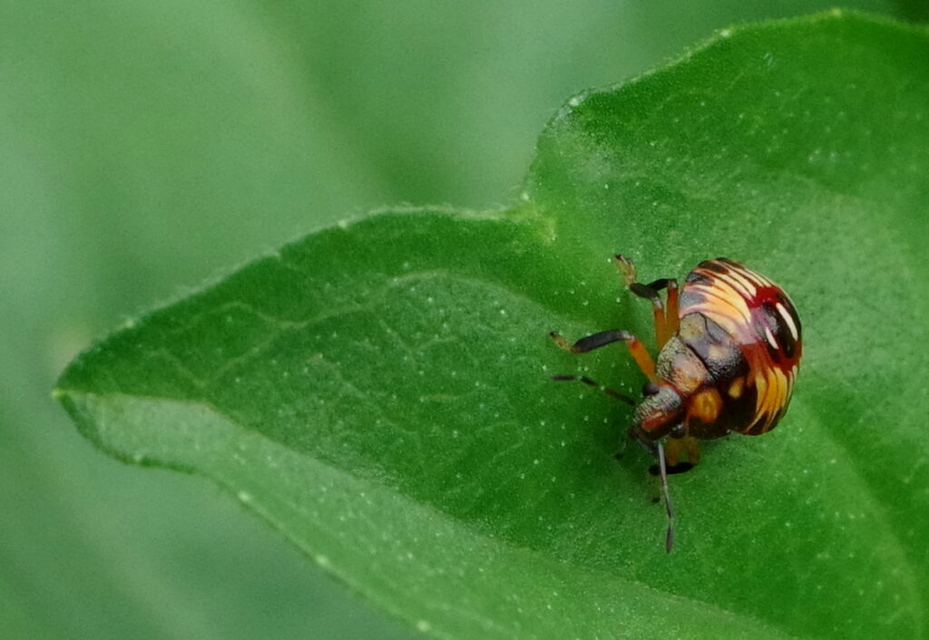 Spined Soldier Bug, Nymph Stage