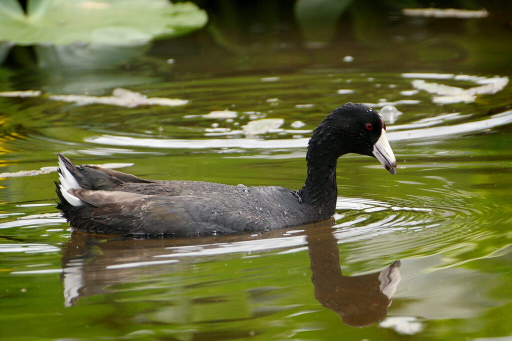 American Coot